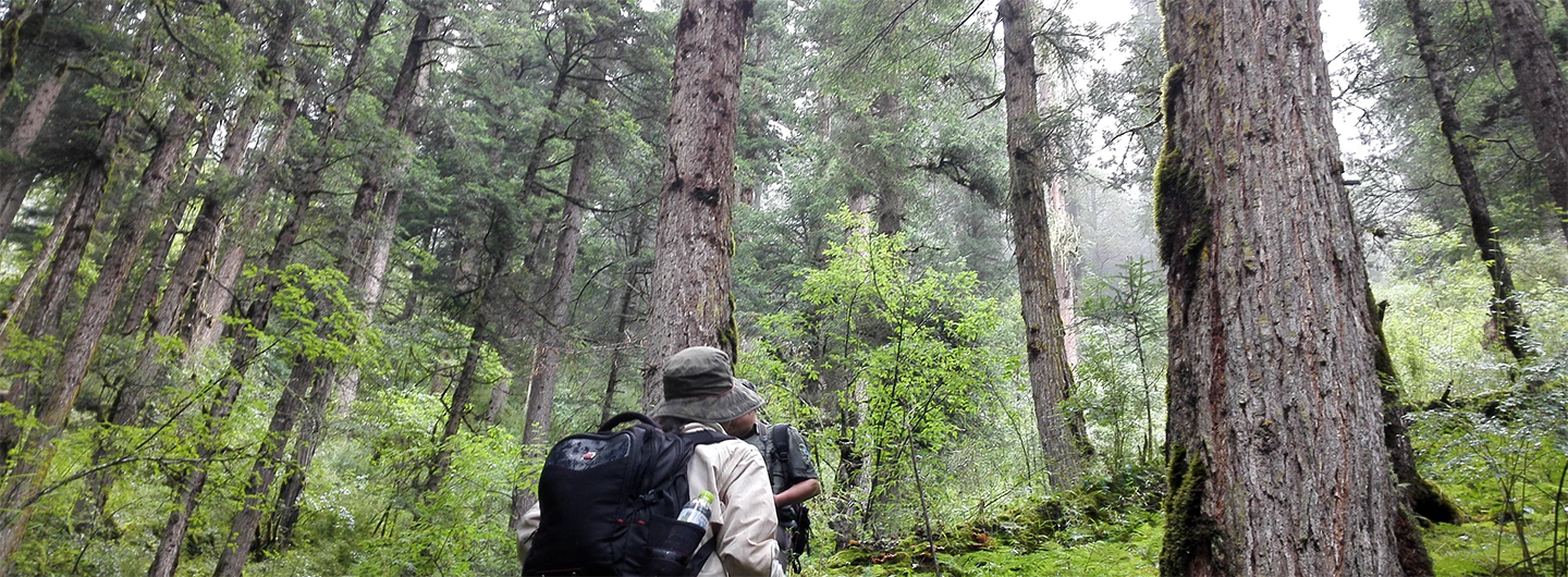 Hiking through Forest