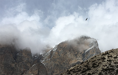 Bird flying over mountain